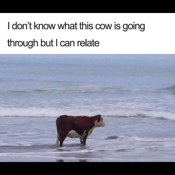 Meet your Posher, Kerri - Picture 5 of 8